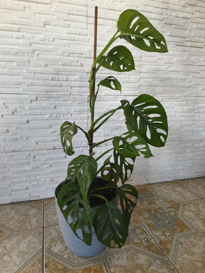 Monstera - nuotraukos Nr. 2