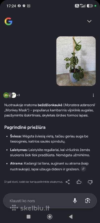 Monstera - nuotraukos Nr. 3