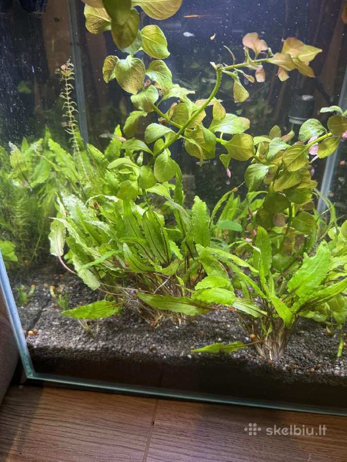 Augalai is akvariumo 50l - nuotraukos Nr. 2
