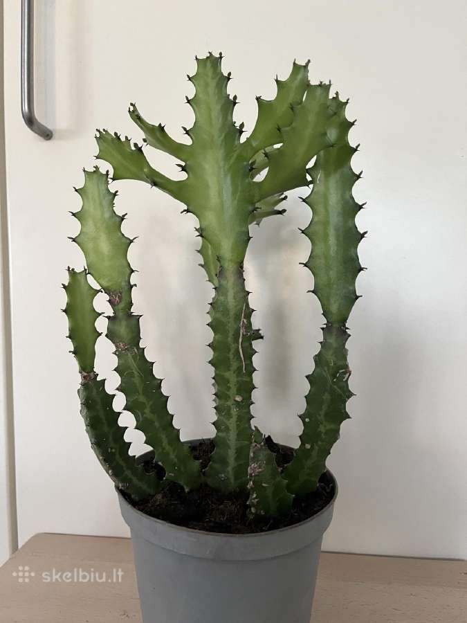 Parduodu kambarines geles - nuotraukos Nr. 18