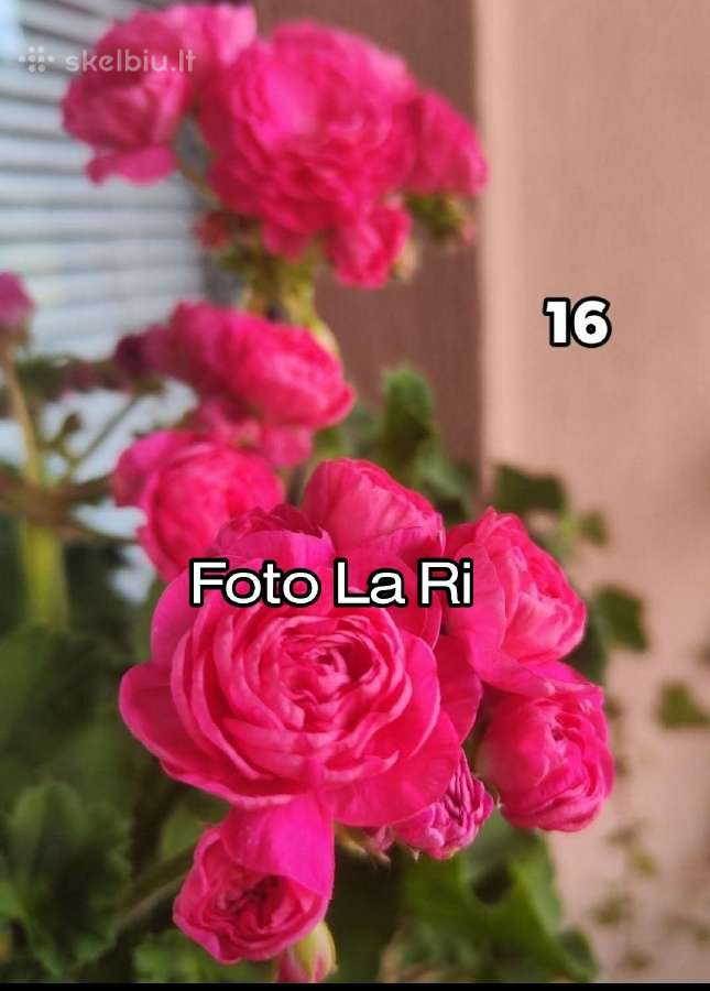 Pelargonija - nuotraukos Nr. 13