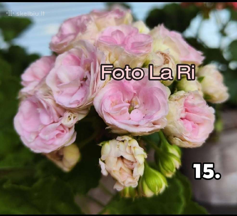 Pelargonija - nuotraukos Nr. 12