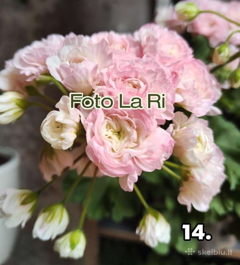 Pelargonija. eukomius 2.5€ kanos 1.80.10€ - nuotraukos Nr. 11