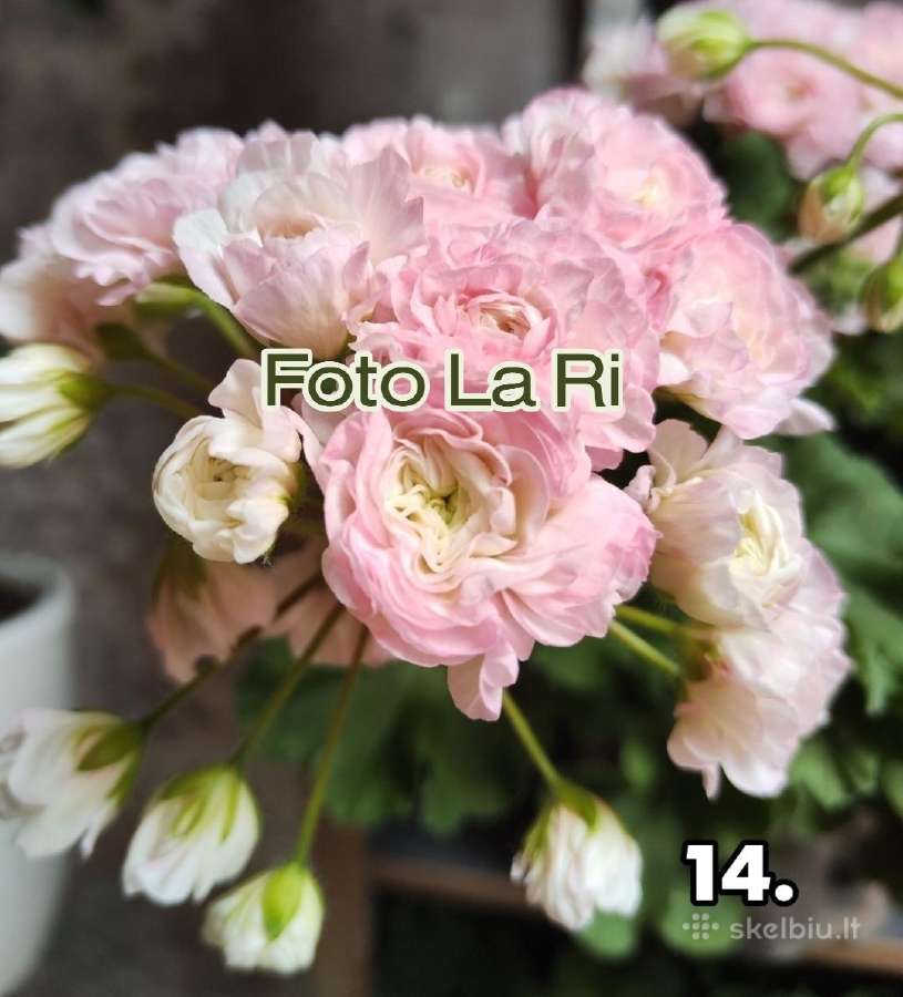 Pelargonija - nuotraukos Nr. 11