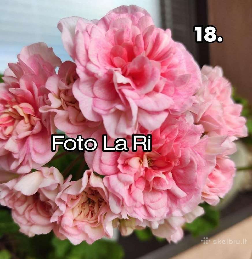 Pelargonija - nuotraukos Nr. 15