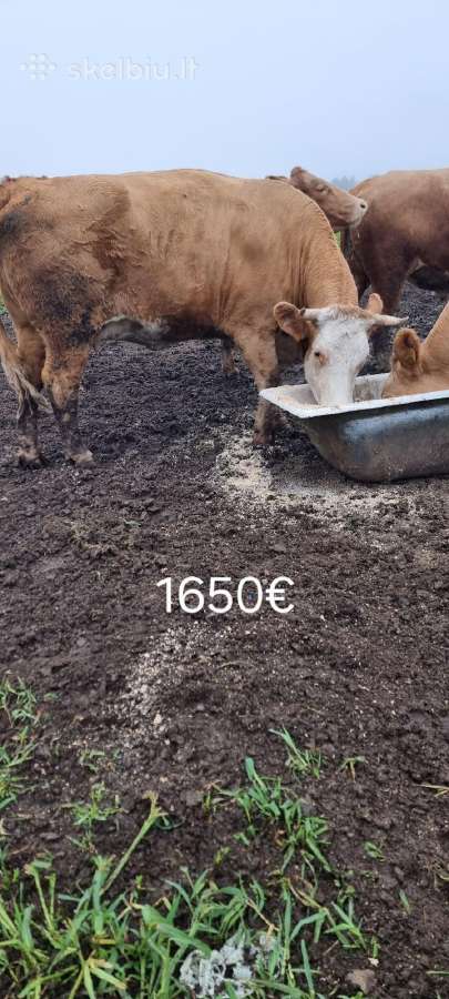 Parduodu banda tolimesniam auginimui: - nuotraukos Nr. 3