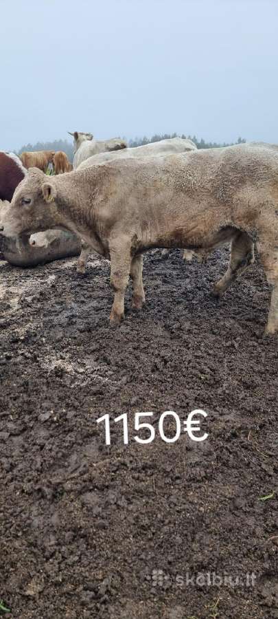 Parduodu banda tolimesniam auginimui: - nuotraukos Nr. 5