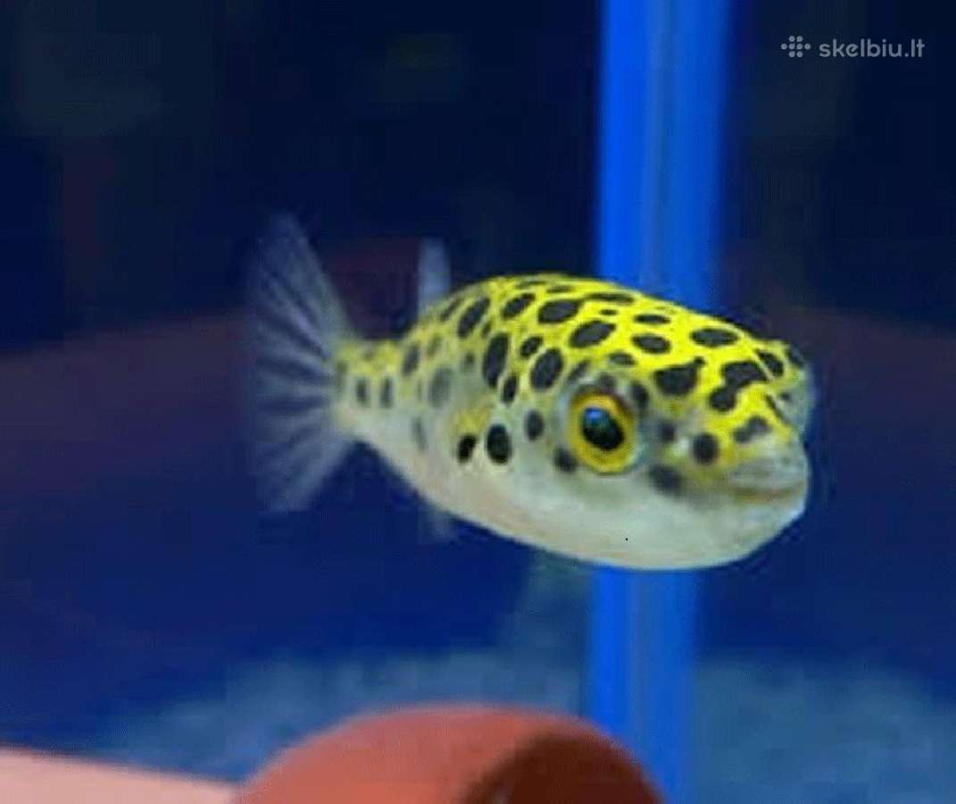 Nauja didele zuvu siunta! - nuotraukos Nr. 5
