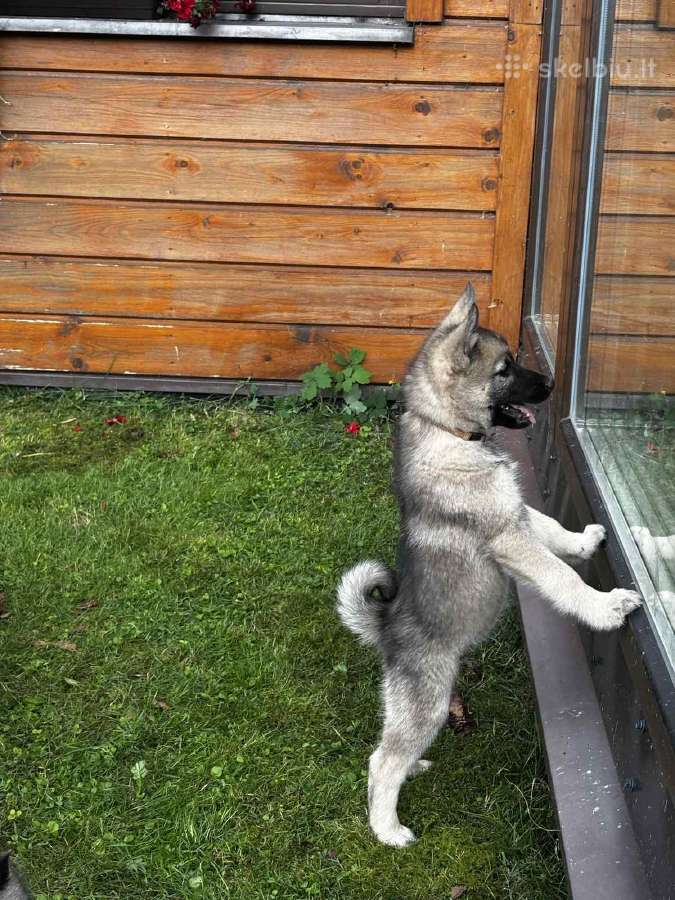 Pirmoji Norvegų Elkhundų vada Lietuvoje - nuotraukos Nr. 2