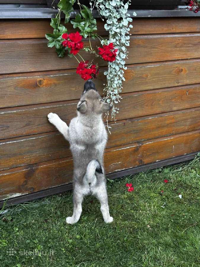 Pirmoji Norvegų Elkhundų vada Lietuvoje - nuotraukos Nr. 3