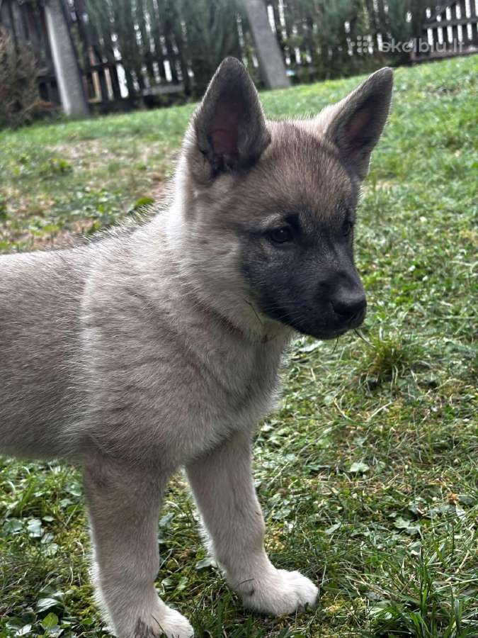 Pirmoji Norvegų Elkhundų vada Lietuvoje - nuotraukos Nr. 5