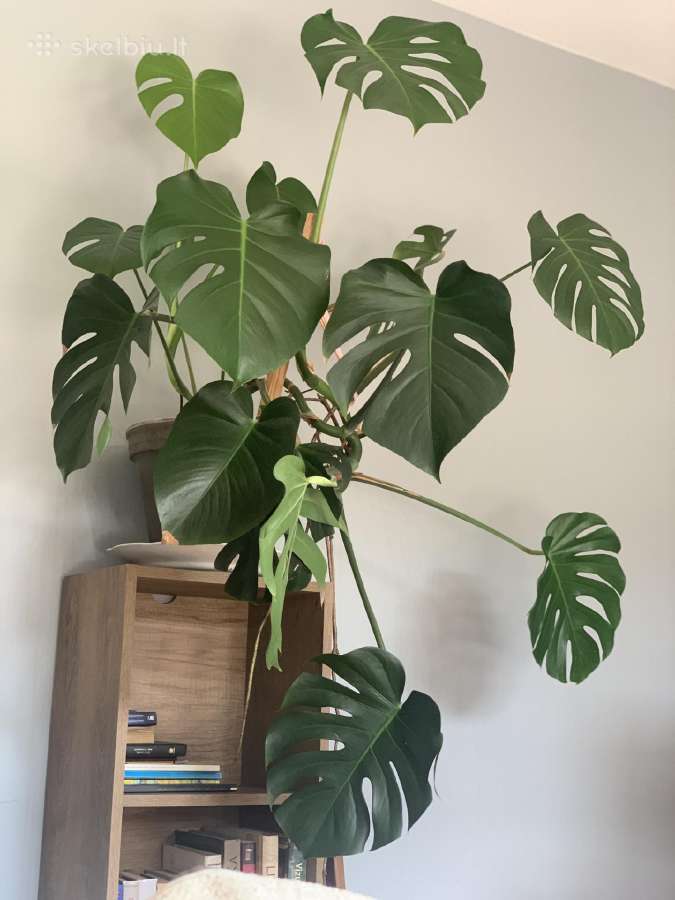 Monstera - nuotraukos Nr. 2