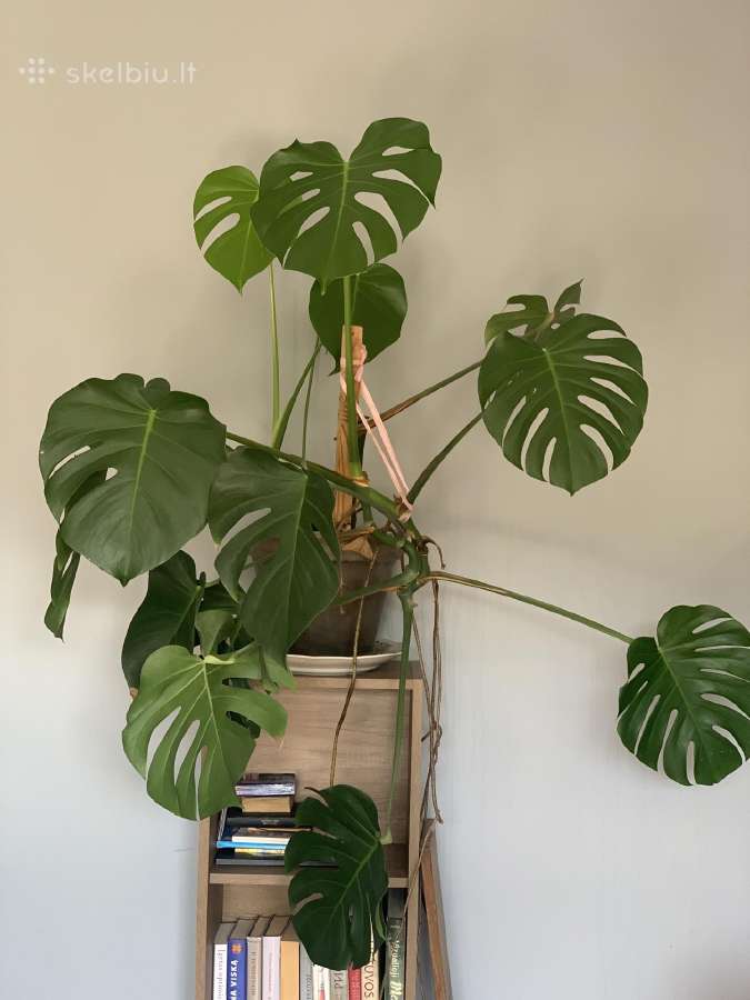 Monstera - nuotraukos Nr. 3