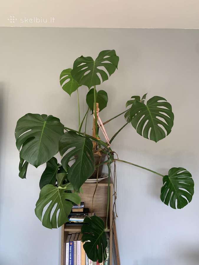 Monstera - nuotraukos Nr. 4