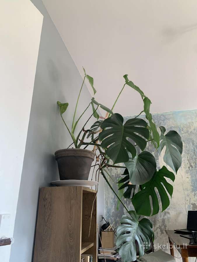 Monstera - nuotraukos Nr. 5