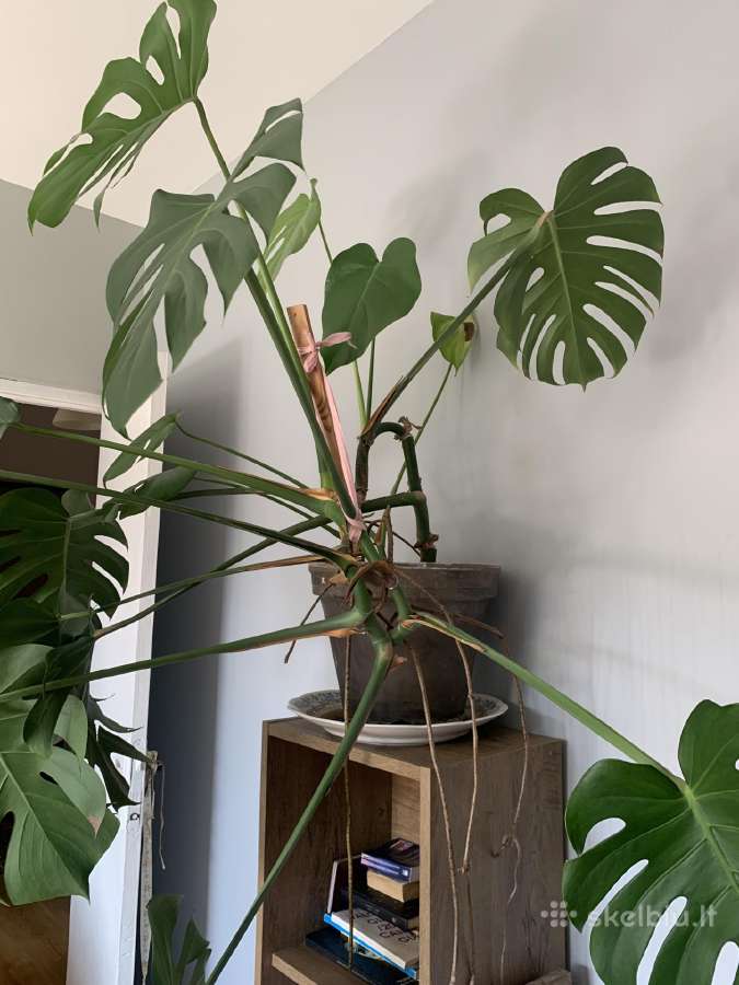 Monstera - nuotraukos Nr. 6
