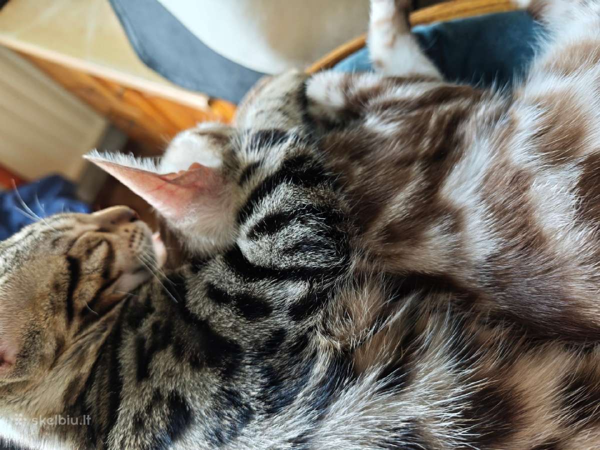 Bengalijos veislės kačiukai sniegininiai ir ne tik - nuotraukos Nr. 17