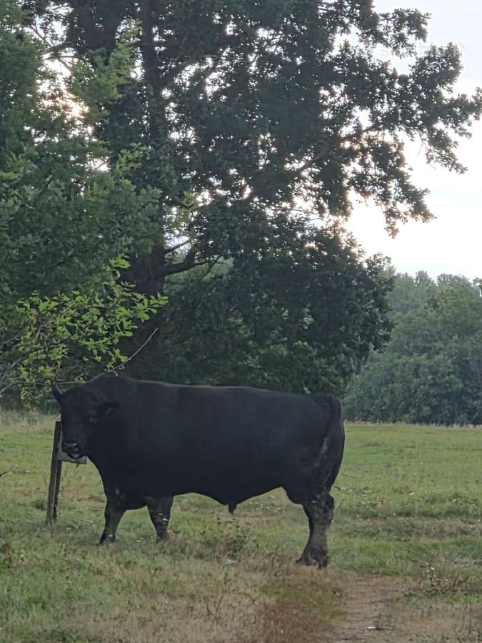 Aberdin Angus bulius reproduktorius - nuotraukos Nr. 2