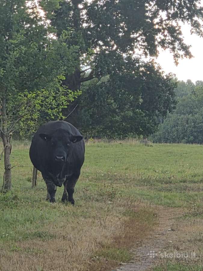 Aberdin Angus bulius reproduktorius - nuotraukos Nr. 3