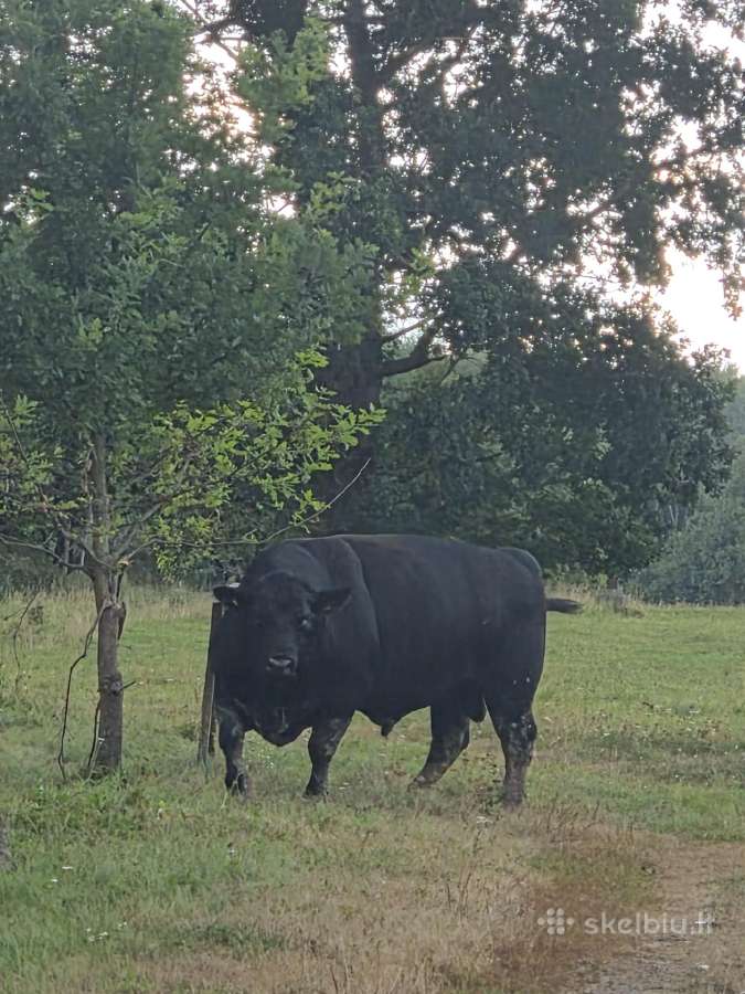 Aberdin Angus bulius reproduktorius - nuotraukos Nr. 4