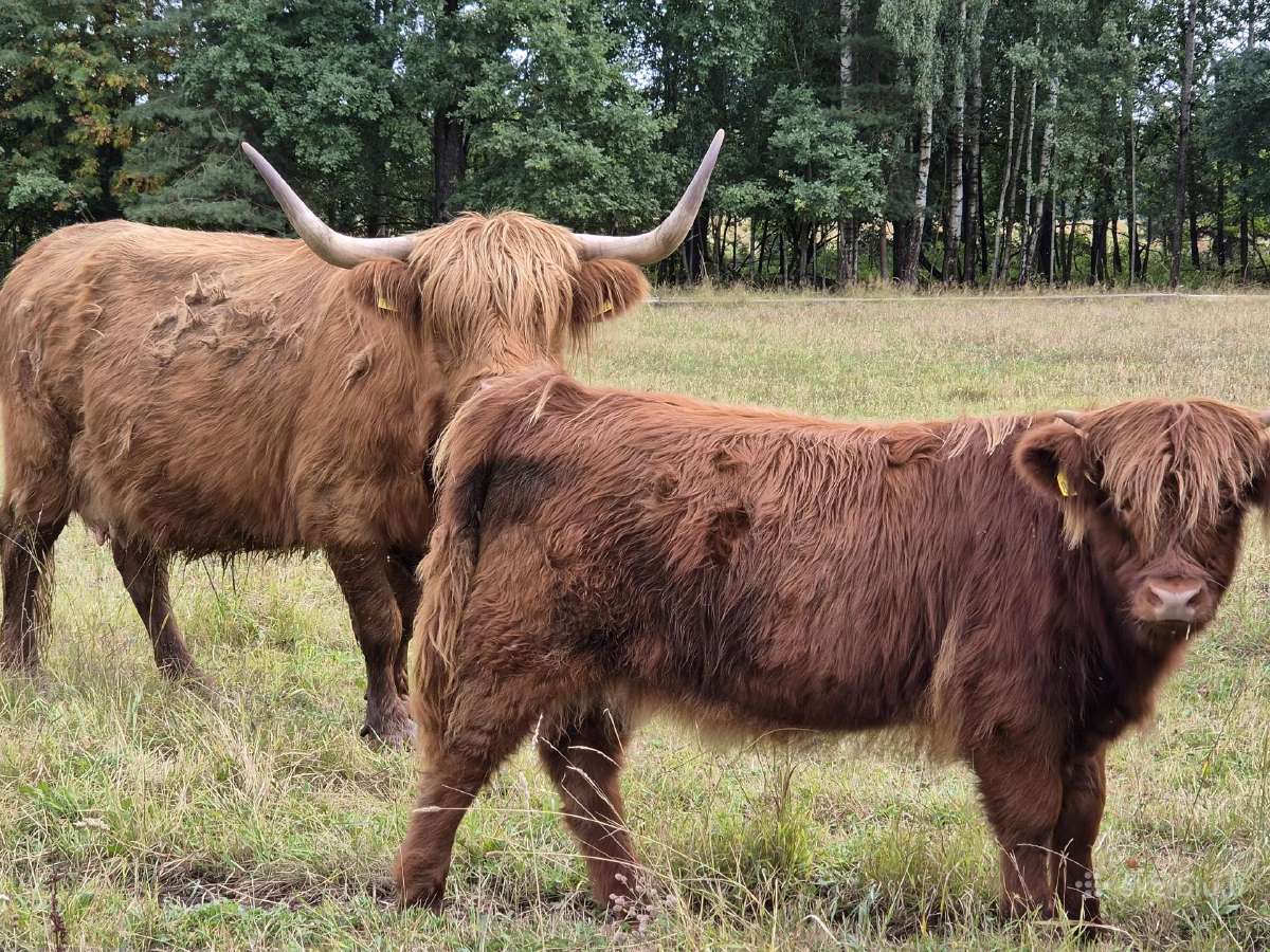 Grynavesliai Hailendų jautukai, telyčios 7-8 mėn. - nuotraukos Nr. 6