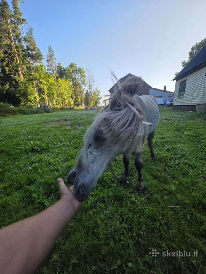 Parduodamas nebrangėj vieneriu metu ponis. - nuotraukos Nr. 3
