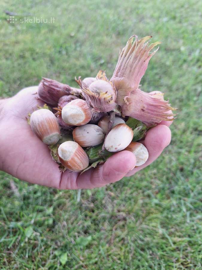 Riešutai - nuotraukos Nr. 2