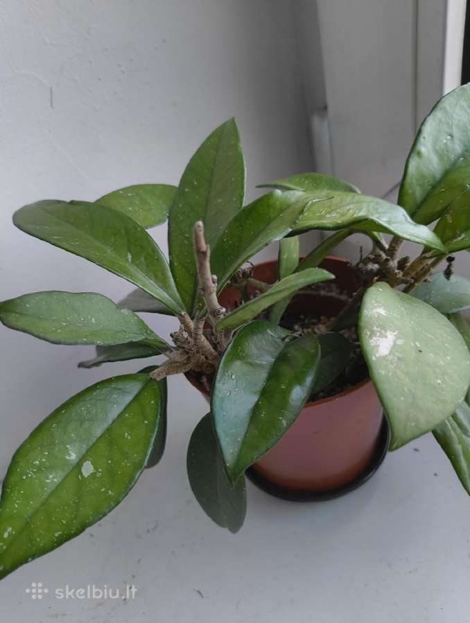 Hoya, Aloe, Pedilanthus - nuotraukos Nr. 2