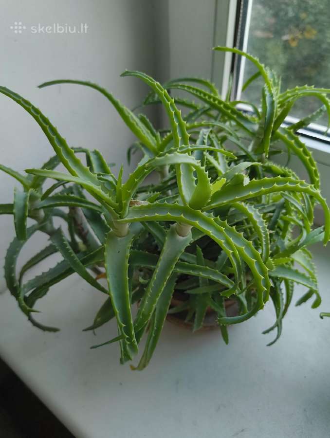 Hoya, Aloe, Pedilanthus - nuotraukos Nr. 3