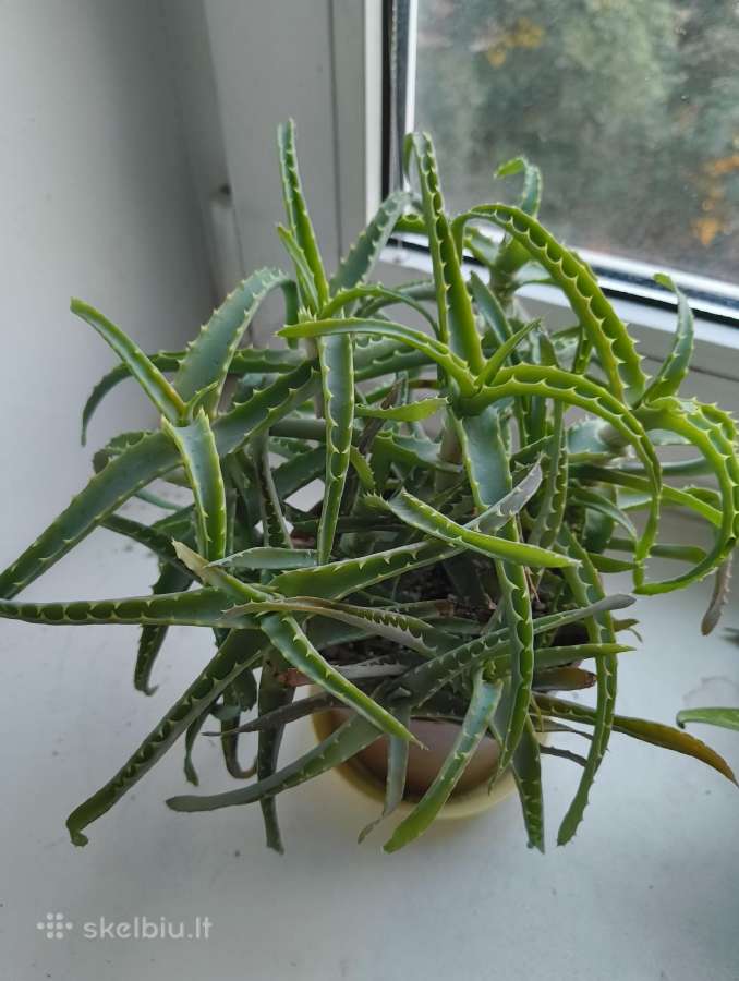 Hoya, Aloe, Pedilanthus - nuotraukos Nr. 4