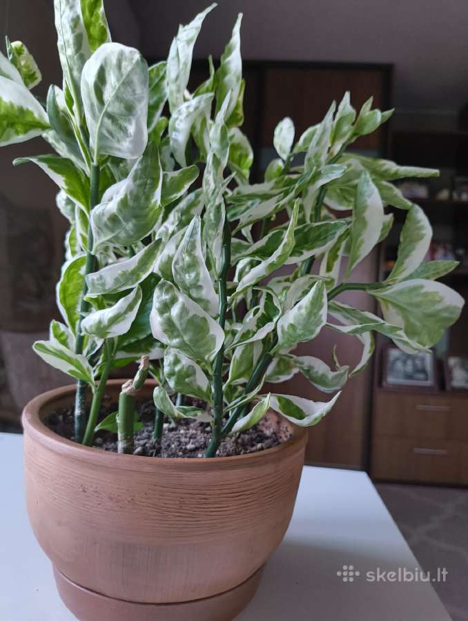 Hoya, Aloe, Pedilanthus - nuotraukos Nr. 5