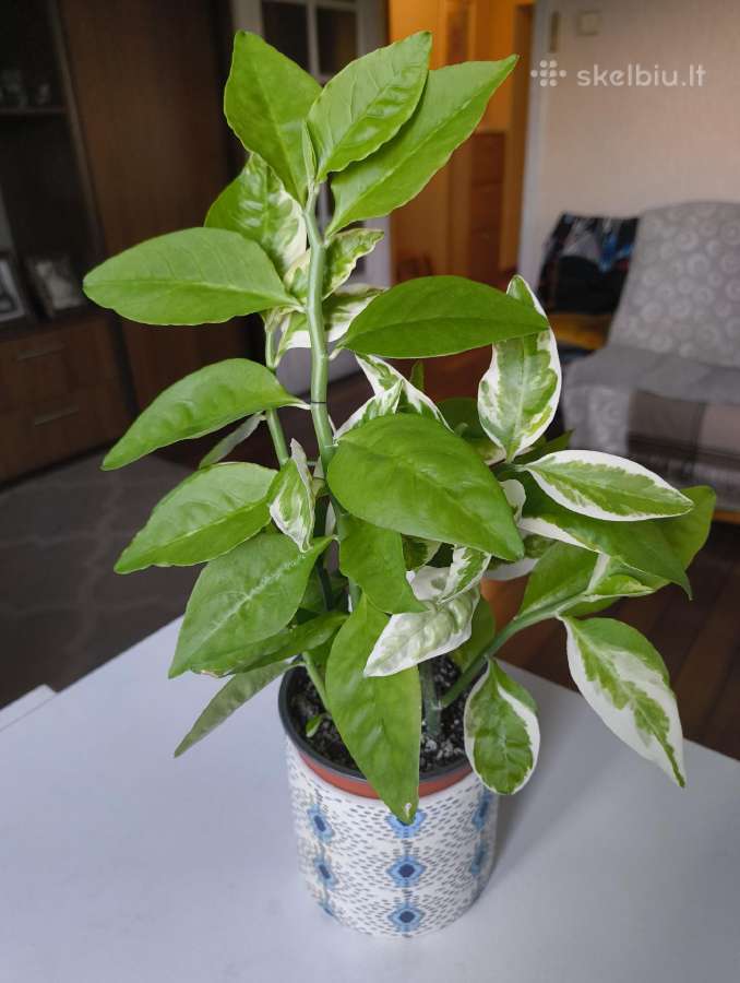 Hoya, Aloe, Pedilanthus - nuotraukos Nr. 9