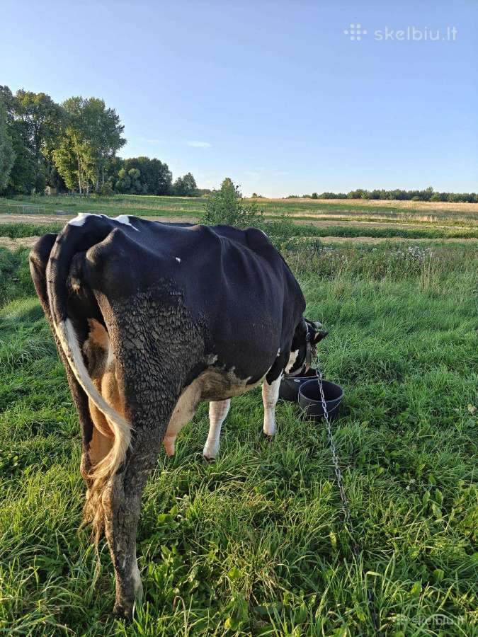 Parduodu Holšteinų veislės karvę - nuotraukos Nr. 7