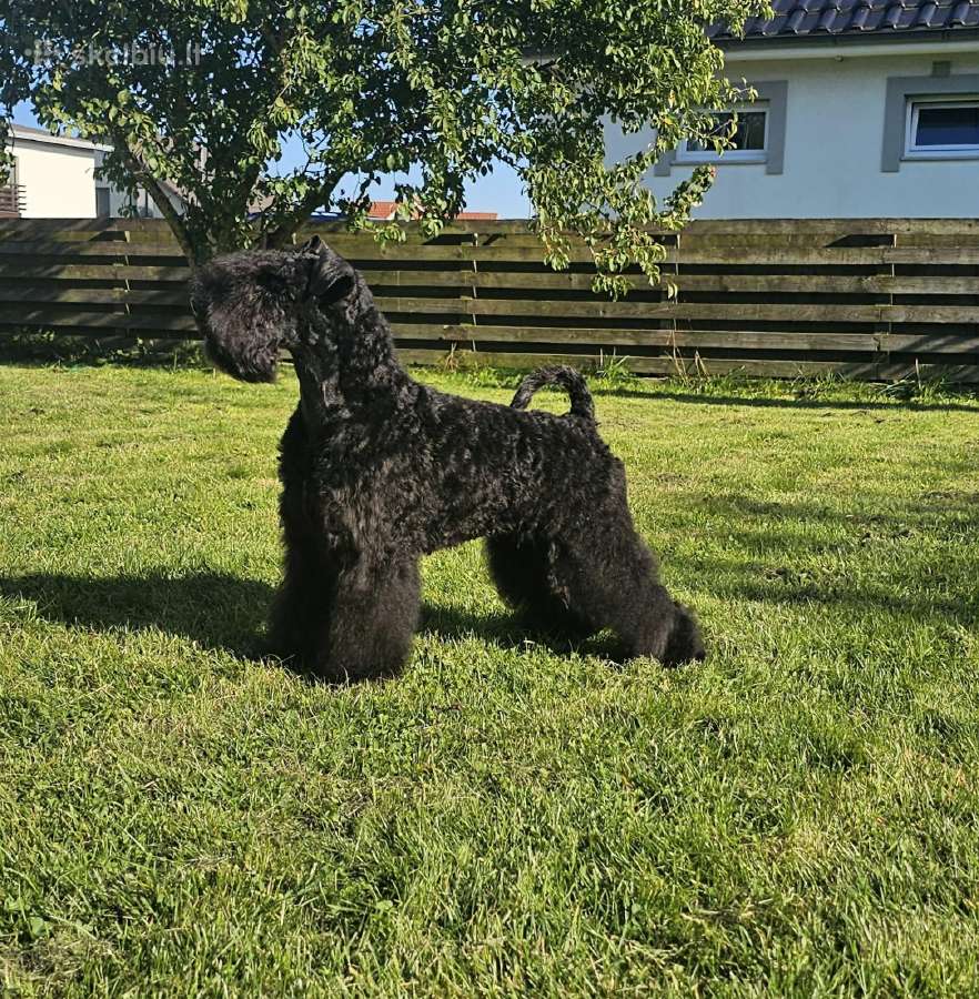 Kerry Blue Terrier - nuotraukos Nr. 2