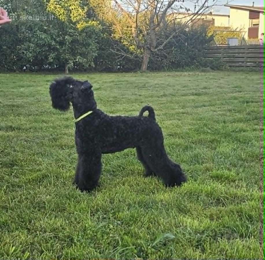 Kerry Blue Terrier - nuotraukos Nr. 3