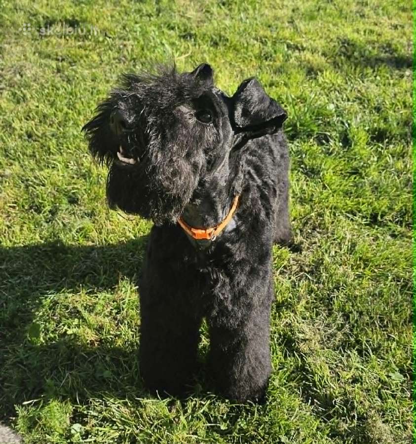 Kerry Blue Terrier - nuotraukos Nr. 4