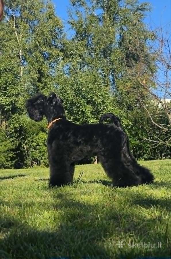 Kerry Blue Terrier - nuotraukos Nr. 5