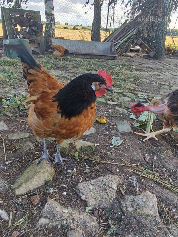 Gaideliai, bėgikai, patarškos - nuotraukos Nr. 2