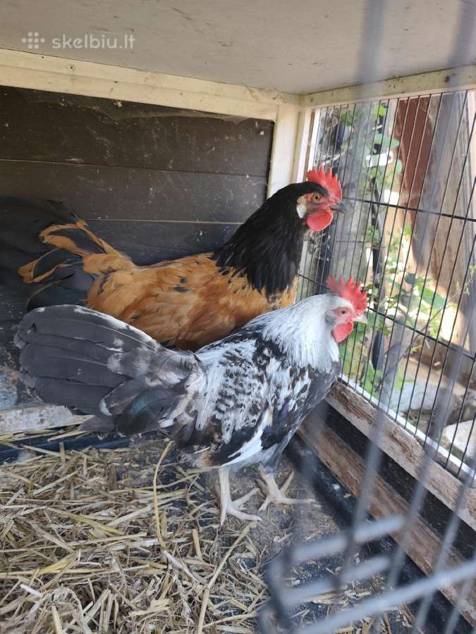 Gaideliai, bėgikai, patarškos - nuotraukos Nr. 5