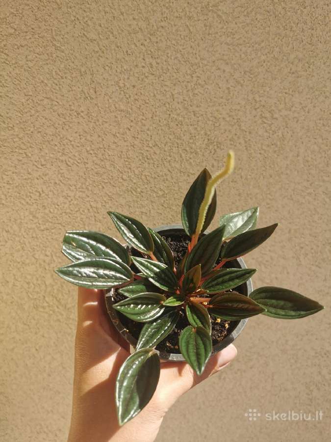 Peperomia Rosoo - nuotraukos Nr. 2