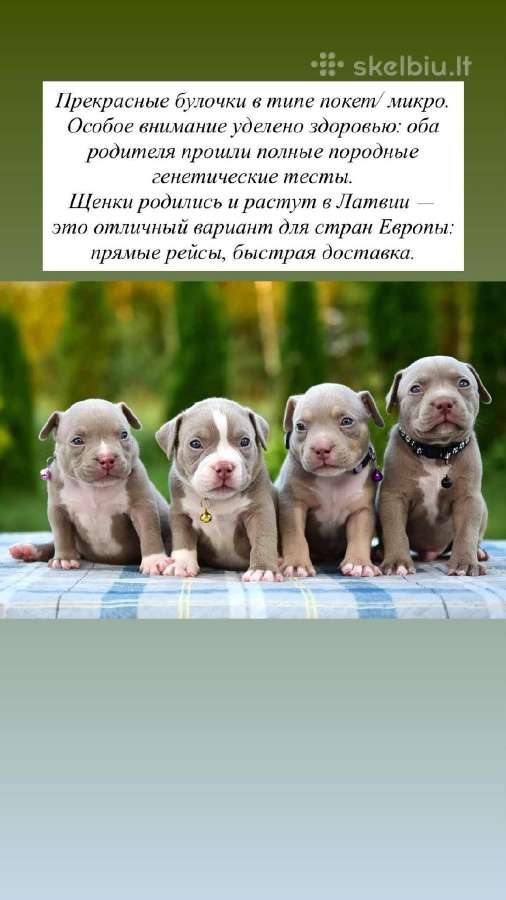 American bully pocket - nuotraukos Nr. 2