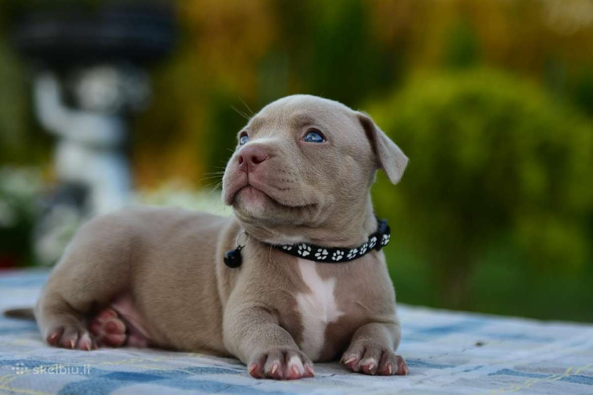 American bully pocket - nuotraukos Nr. 3
