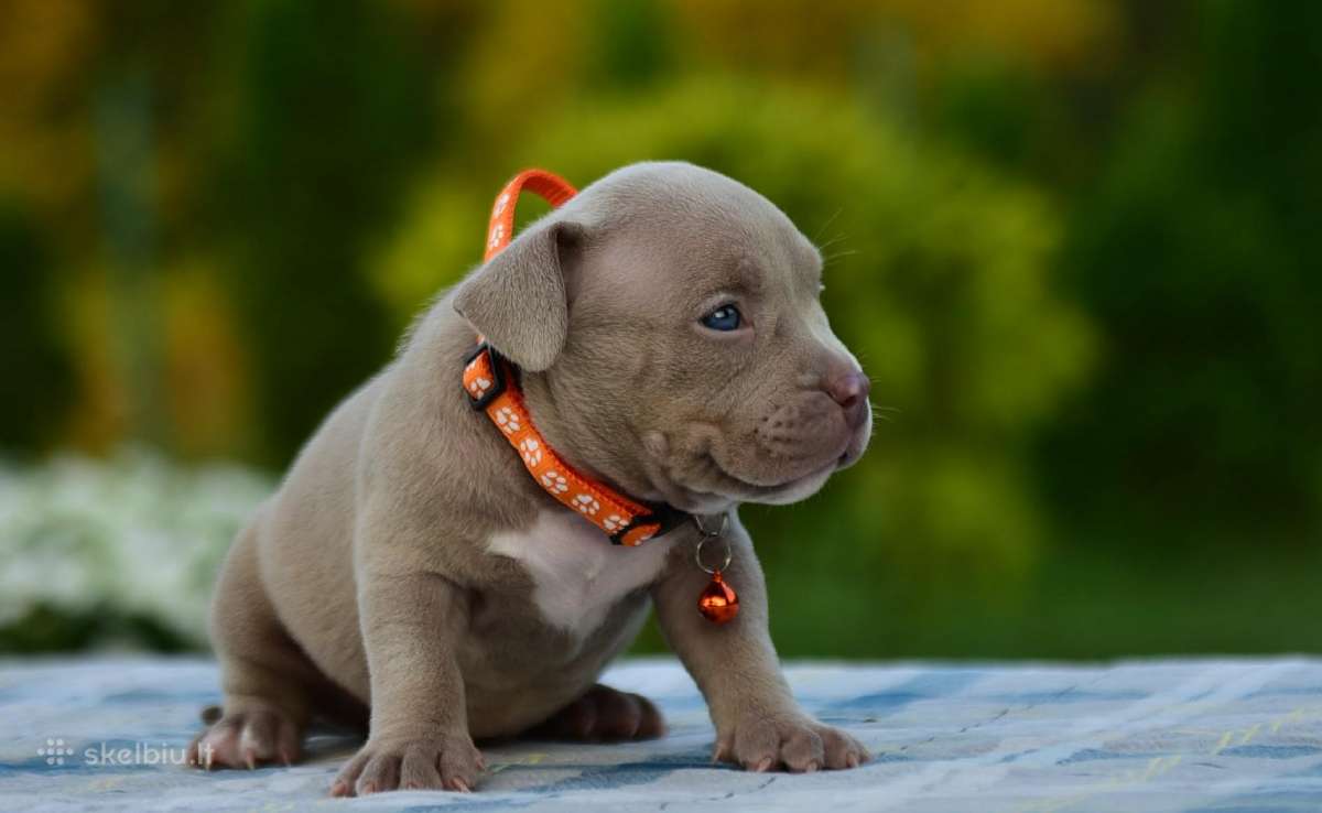 American bully pocket - nuotraukos Nr. 4