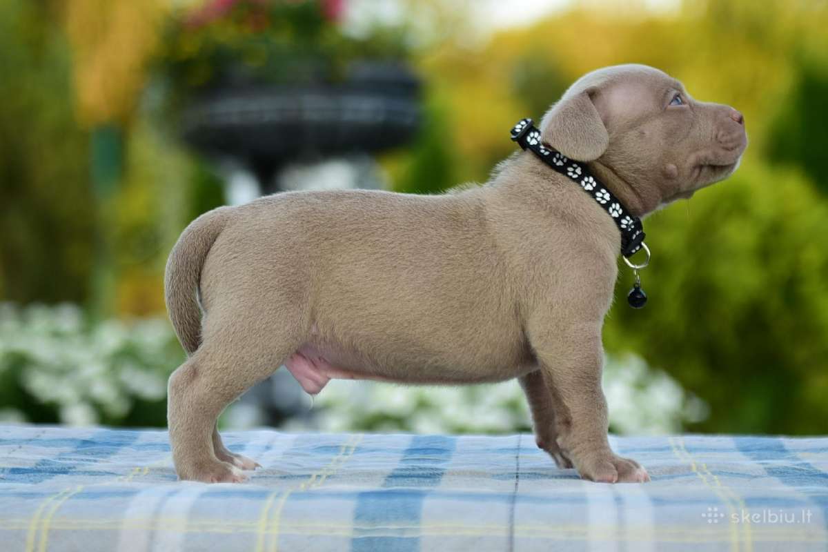 American bully pocket - nuotraukos Nr. 5