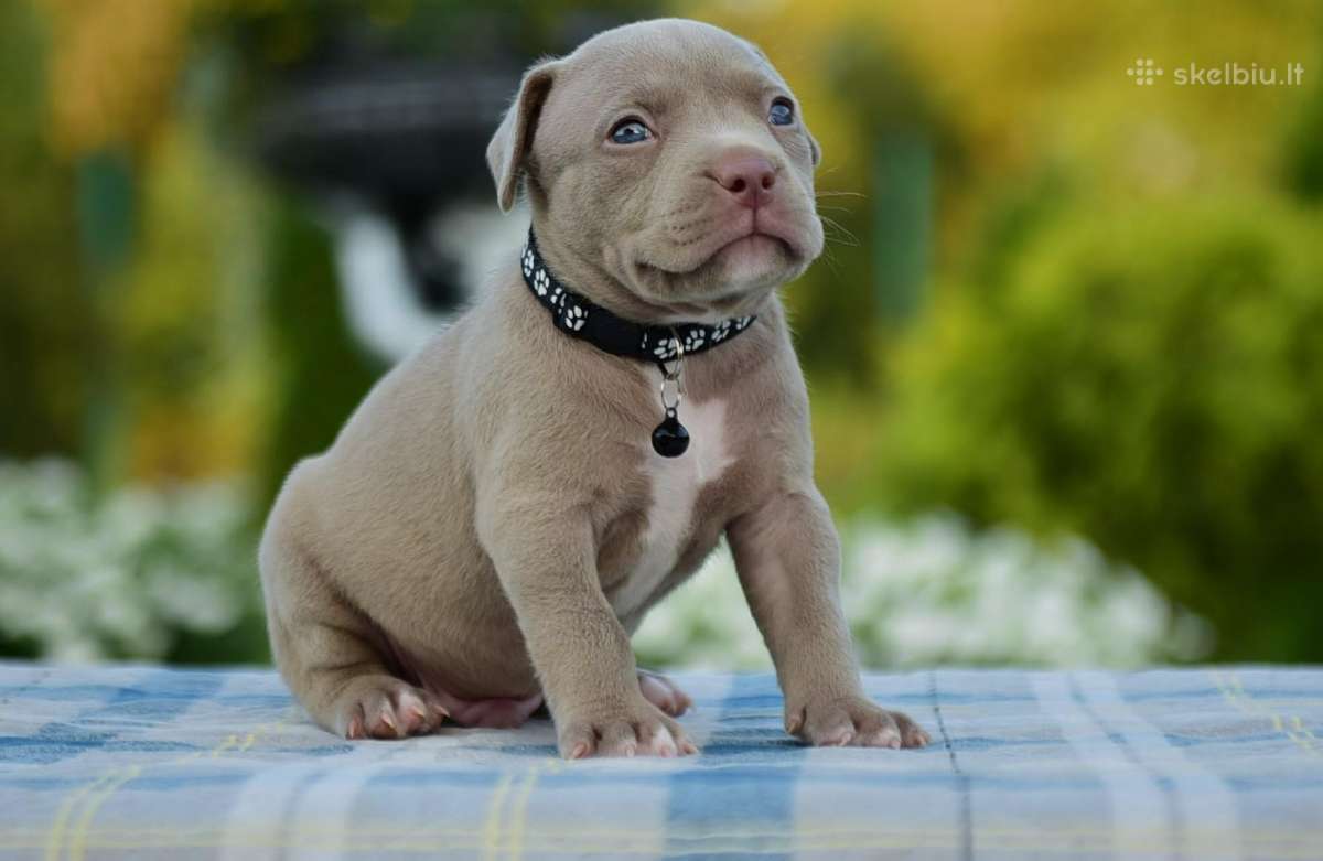 American bully pocket - nuotraukos Nr. 6