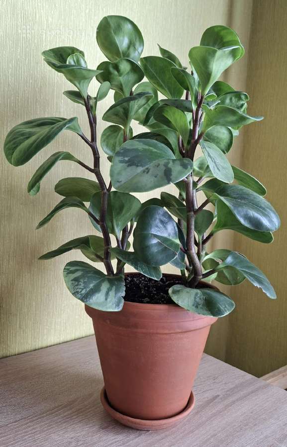 Peperomia obtusifolia Green gold - nuotraukos Nr. 2