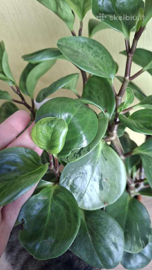 Peperomia obtusifolia Green gold - nuotraukos Nr. 3