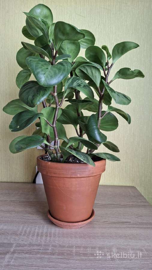 Peperomia obtusifolia Green gold - nuotraukos Nr. 5