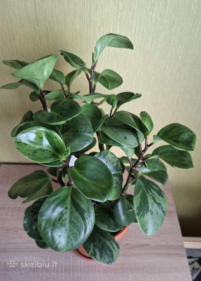 Peperomia obtusifolia Green gold - nuotraukos Nr. 4