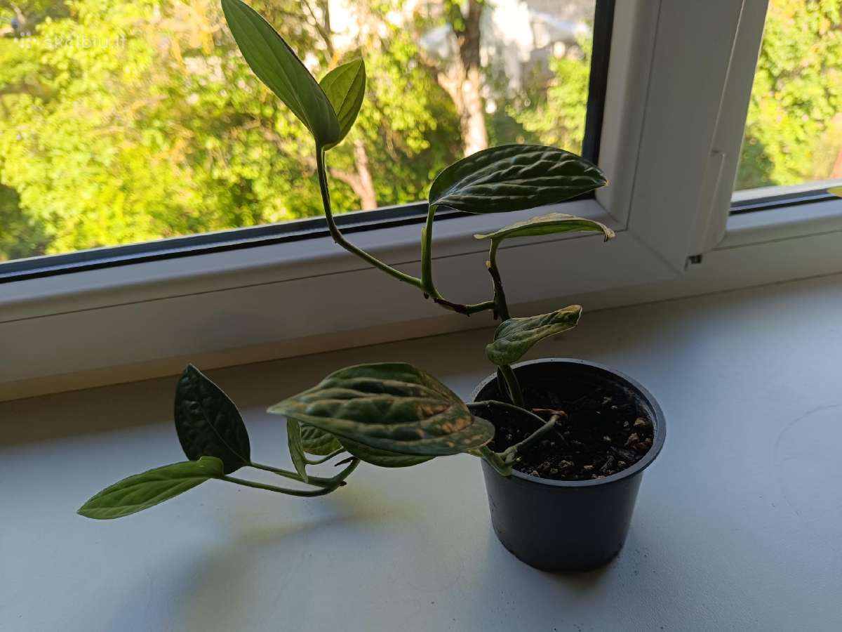 Monstera peru - nuotraukos Nr. 2